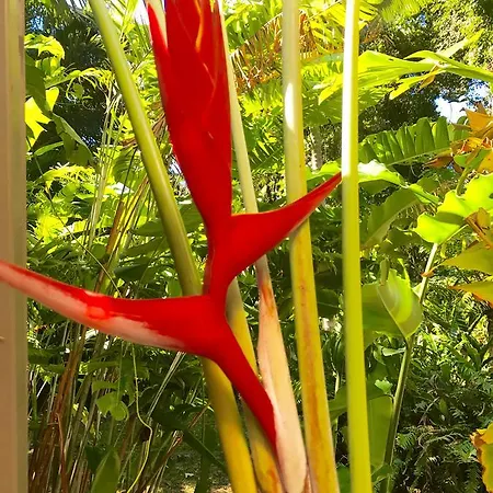 Daintree Magic Holiday House Cow Bay Exterior photo