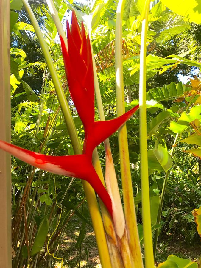 Holiday home Daintree Magic House Cow Bay